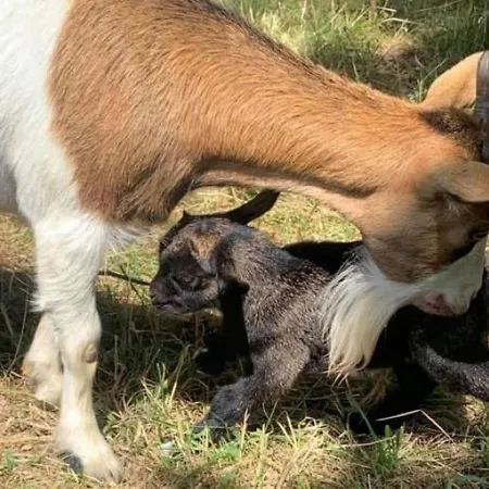 Camping Les Lacs D'armagnac Otel Bretagne-d'Armagnac