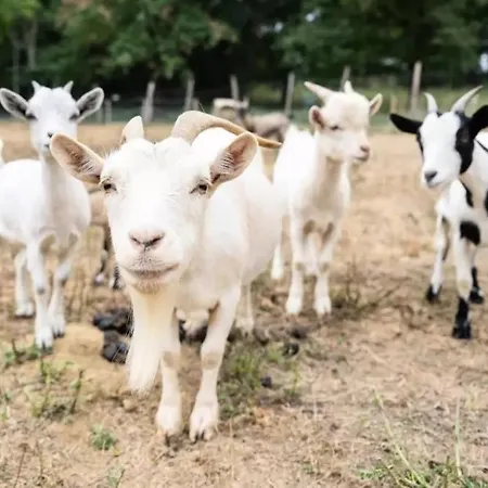 Camping Les Lacs D'armagnac * Bretagne-d'Armagnac